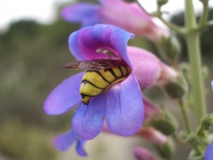 Penstemon spectabilis flower with a Hymenoptera visitor 