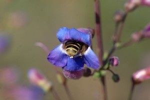 An unidentified native bee in a Penstemon spectabilis flower.