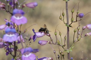 A Mountain Carpenter Bee robbing nectar from a Penstemon spectabilis flower.