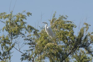 One of the four Great Egrets. Photo by Tad Beckman.