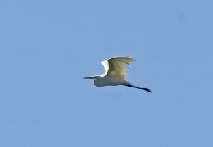 One of the Great Egrets flies away.