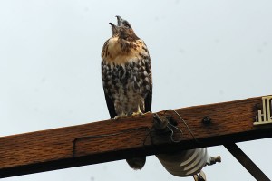 Red-tailed hawk fledging on a phone pole near pHake Lake.