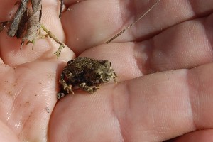 A newly metamorphosed Southern California Toad by the Toad Pool. Photographed last month by Tad Beckman.