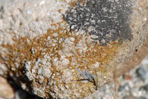 <em>Caloplaca crenulatella</em> on granite.