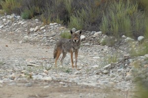 Coyote, photographed at the BFS in May of this year.