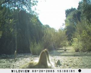 Bobcat with cubs, south-central BFS (bubba cam)
