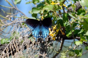 Pipevine Swallowtail.