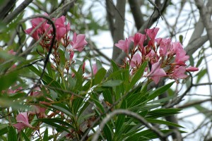 Oleander flowers.