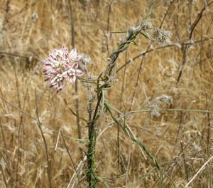 A climbing milkweed plant.