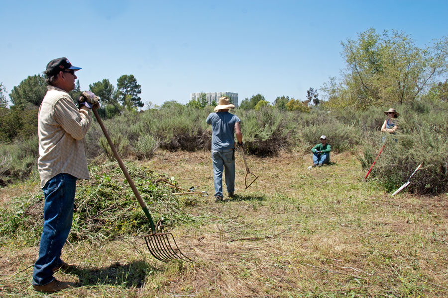5 May 2012: Four tired volunteers – Tim Cox, Elliott Cox, Lee Krusa, and Cleo Stannard – who've just finished clearing the mound of mustard and thistles. ©Nancy Hamlett 
