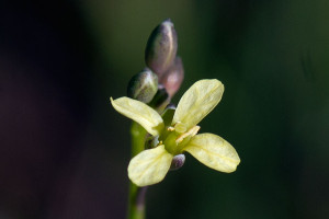 Brassica tournefortii flower. Nancy Hamlett.
