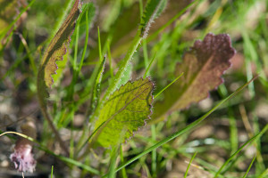 Brassica tournefortii leaves. Nancy Hamlett.