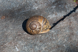 A Garden Snail (Helix aspera). Nancy Hamlett.