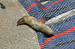 A Gray Field Slug (Deroceras reticulatum). Nancy Hamlett.