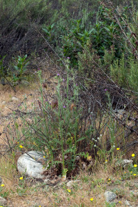 Italian thistles (Carduus pycnocephalus) growing among native vegetation in the 'Neck'. Nancy Hamlett.
