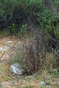The same area in the 'Neck' cleared of Italian thistles (Carduus pycnocephalus). Nancy Hamlett.