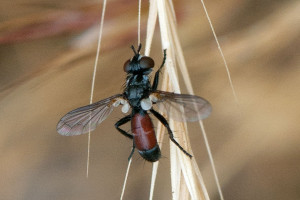 A tachnid fly, Cylindromyia sp. Nancy Hamlett.