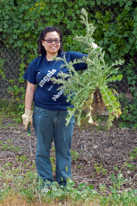 Maria Morabe (HMC '13) holds a large Italian Thistle (Carduus pynocephalus) she pulled from the east side of the 'Neck'. Nancy Hamlett.