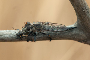 A robber fly, Machimus occidentalis, with a small scarab beetle (Dichelonyx truncata) prey. Nancy Hamlett.
