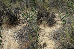 South side of the 'new toad pond' berm.  Left: before showing thick growth of C. melitensis. Right: C. melitensis removed. Nancy Hamlett.