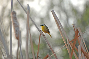 A Common Yellowthroat (Geothlypis trichas) in the cattails. Nancy Hamlett.