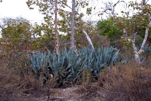 Century Plants (Agave americana) in the Neck.