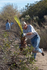 Dean McHenry tosses a Mexican Fan Palm onto the brush pile. Nancy Hamlett.