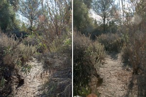A portion of the lake trail before (left) and after (right) clearing. Nancy Hamlett.