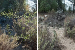 A portion of the lake trail before (left) and after (right) clearing. 