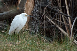 Apparently students will not be the only ones to enjoy improved access to the water's edge -- a Snowy Egret visited the site the day after clearing.