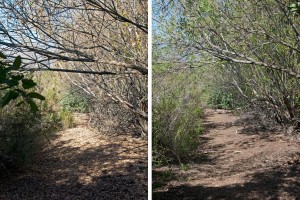 The west portion of the lake trail before (left) and after (right). Nancy Hamlett.