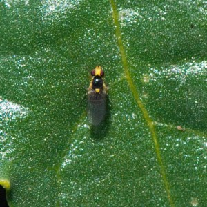 A leaf-miner fly, Liriomyza sp., on Castor Bean. Nancy Hamlett.