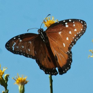 A Queen butterfly, Danaus gillippus, on Scale-Broom (Lepidospartum squamatum) in the 'Neck'. Nancy Hamlett.