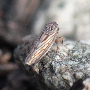 A leafhopper, Exitianus exitiosus, in a recently burned area of recovering coastal sage scrub in the East Field. Nancy Hamlett.