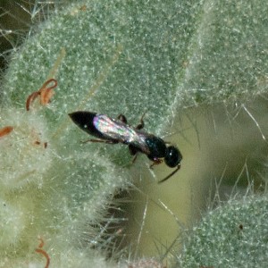 A parasitoid wasp, Goniozus sp. on Dove Weed (Croton setigerus). Nancy Hamlett.