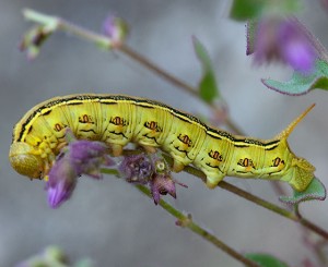 A caterpillar of the White-line Sphinx Moth, Hyles lineata, on one of its host plants, California Four O'Clocks (Mirabilis laevis var. crassifolia) in the recently burned area in the East Field. Nancy Hamlett.