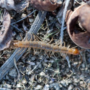 A stone centipede, Lithobius forficatus, found under a cover board near the "old toad pond". Nancy Hamlett.