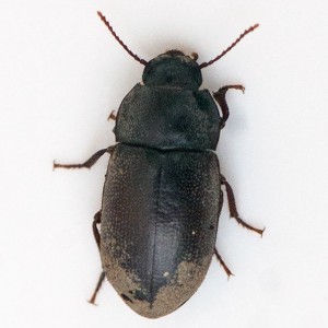A darkling beetle, Metoponium sp., collected from under the burned bark of a Toyon (Heteromeles arbutifolia). Nancy Hamlett.