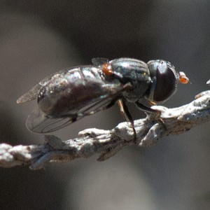 A syrphid fly, Nausigaster unimaculata, on a dead branch of Scale-Broom (Lepidospartum squamatum). Nancy Hamlett.