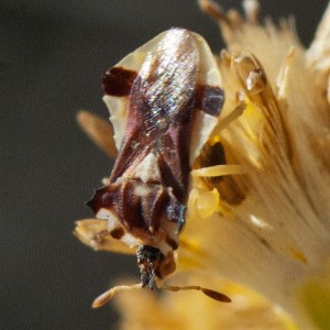 A Pacific Ambush Bug, Phymata pacifica, on Scale-Broom (Lepidospartum squamatum). Nancy Hamlett.