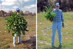 Prof. Richard Haskell (HMC Physics) displays a giant-sized Black Mustard (left) and large Maltese Star Thistle (right) that were pulled in the burn area. Nancy Hamlett.