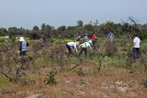Volunteers seek out and uproot Maltese Star Thistles. Nancy Hamlett.
