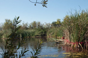 A boat full of cattails peeking out from the back side of the section marked for removal.  Nancy Hamlett.