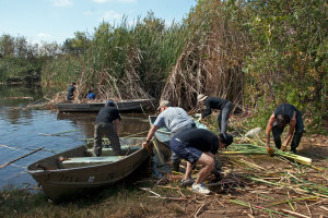 The volunteers at work -- Taylor Lee (Citrus), Cami Wendlandt (UCR), and Ray Dryburgh (Citrus) finish unloading cuttails from two boats, while Ben and Paul Stapp shove the boats off for a second trip and Tim and Elliott Cox go to work on a mass of rhizomes. Nancy Hamlett.