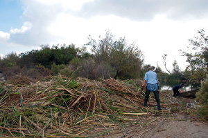 Volunteers Mike Tschudi and Tim Cox add the last of the cattails to the giant pile. Nancy Hamlett.
