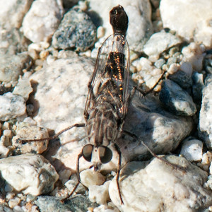 A male flower-loving fly, Apiocera sp., in the fire road north of the lake. Nancy Hamlett.