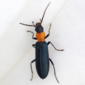A false blister beetle, Asclera excavata, on Jimson Weed (Datura wrightii). Nancy Hamlett. 