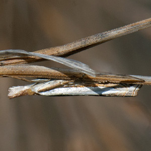 A crambid snout moth, Crambus sperryellus, in the East Field. Nancy Hamlett. 