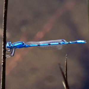 A male Familiar Bluet, Enallagma civile, on a reed at pHake Lake. Nancy Hamlett.