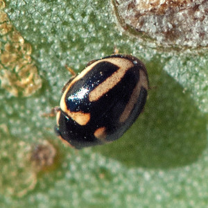 A Trident Lady Beetle (Hyperaspis trifurcata) on Prickly-Pear. Nancy Hamlett.